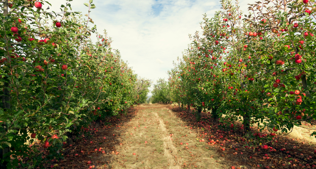apple orchards in North Georgia during the fall season